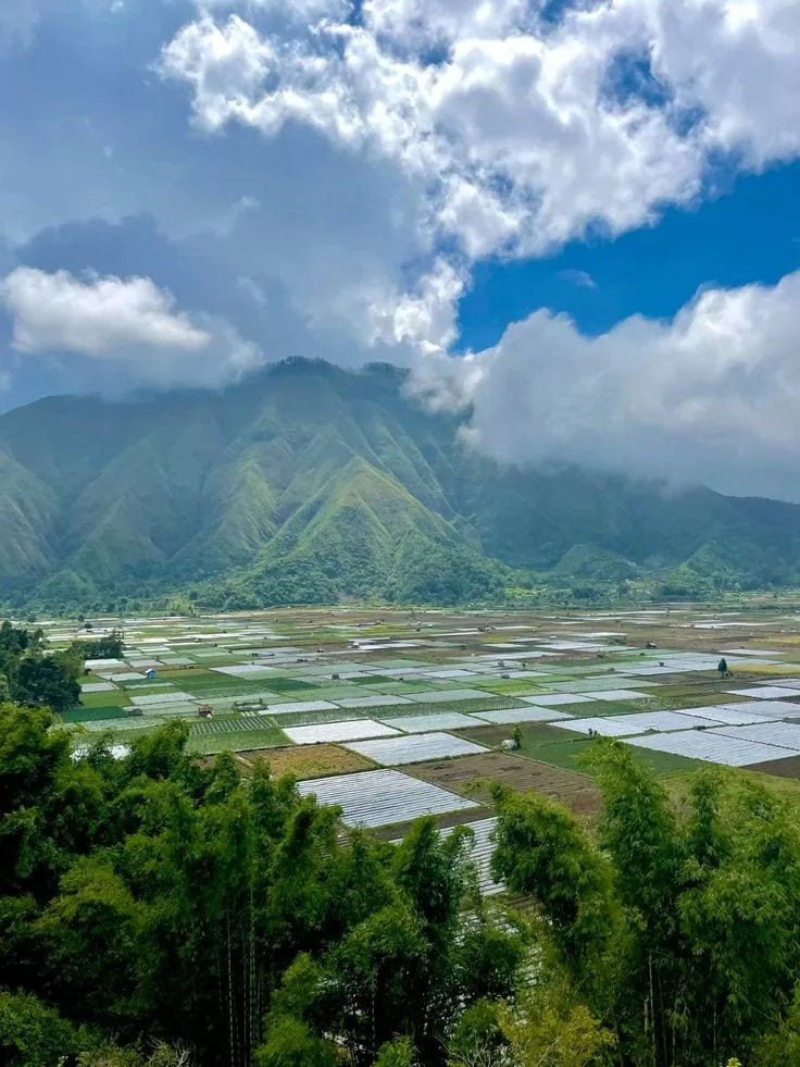 Ricefields of Bukit Selong
