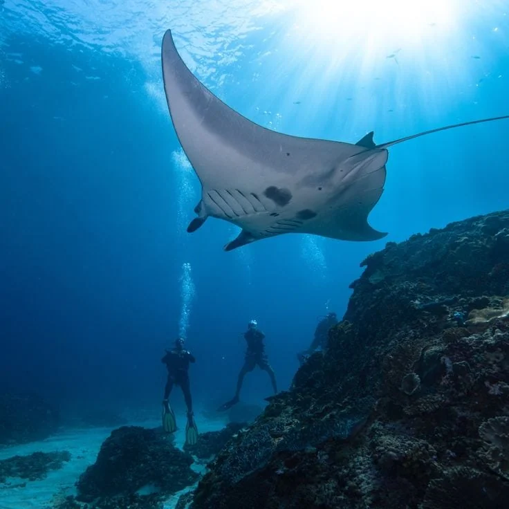 Sharing the ocean with these gentle giants is a true privilege_ Experience the magic of Manta Point, Nusa Penida! #mantaray #mantapoint #divingnusapedina