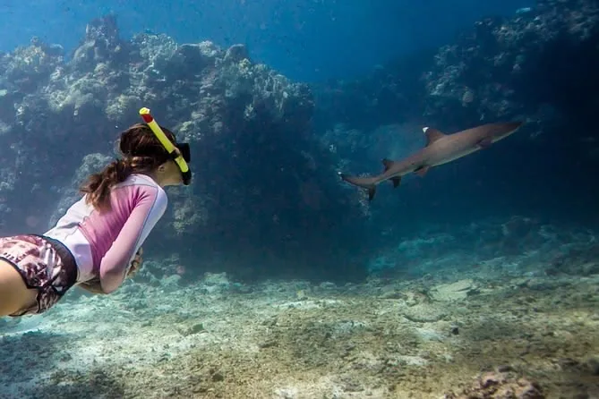 Ultimate Encounter Snorkel with Sharks in Fiji