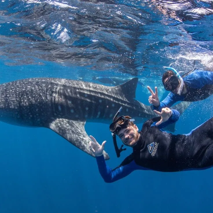Whale Shark Safari (1)