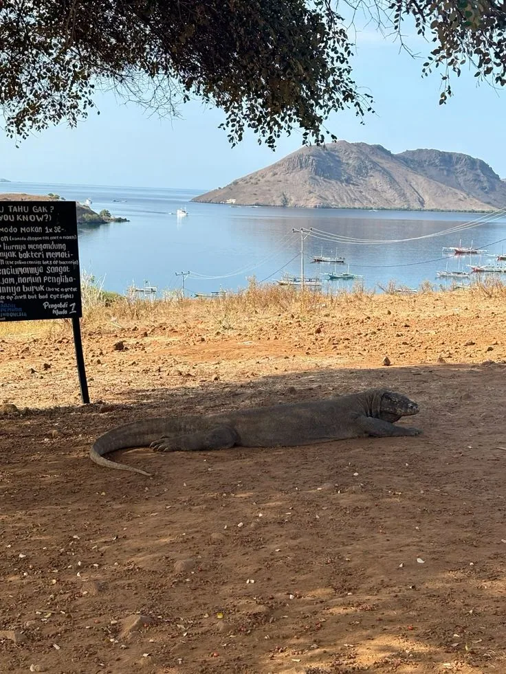 📍komodo island, indonesia